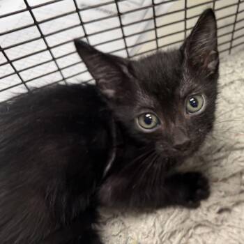 Bob -  Domestic Short Hair Cat for Adoption in Los Angeles, California - Bob | PetCurious