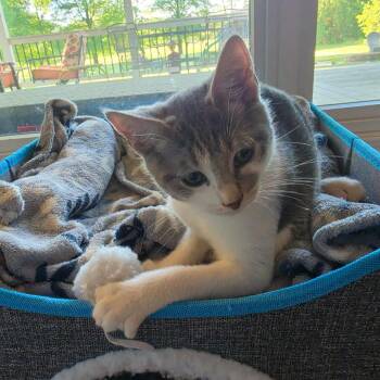 Domestic Short Hair Cats Available for Adoption in La Grange, Kentucky - Bugs | PetCurious