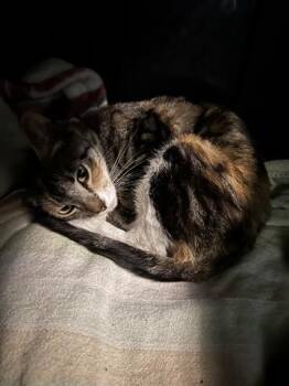 Domestic Short Hair Cats Available for Adoption in Houston, Texas - A655846 | PetCurious