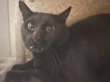 APPA -  Domestic Short Hair Cat for Adoption in Loveland, Colorado - APPA | PetCurious