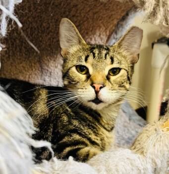 Rescue Domestic Short Hair Cats for Adoption in Fremont, Ohio - Dex | PetCurious