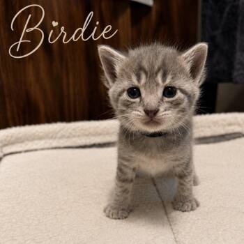Birdie -  Tabby and Domestic Short Hair Cat for Adoption in Concord, North Carolina - Birdie | PetCurious