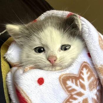 Aimslee -  Domestic Medium Hair Cat for Adoption in Grantsville, Utah - Aimslee | PetCurious