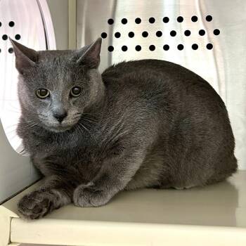 Smokey Mountains -  Domestic Short Hair Cat for Adoption in Baltimore, Maryland - Smokey Mountains | PetCurious