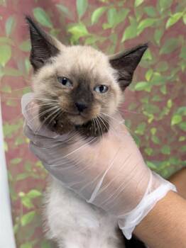 MOCHA -  Domestic Short Hair Cat for Adoption in San Antonio, Texas - MOCHA | PetCurious