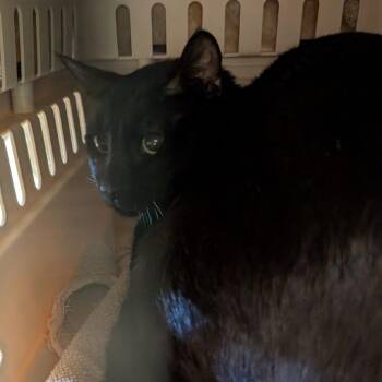 Berry -  Domestic Short Hair Cat for Adoption in Fairport, New York - Berry | PetCurious