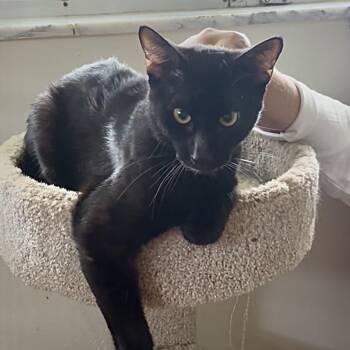 Sashu -  Domestic Short Hair Cat for Adoption in Boston, Massachusetts - Sashu | PetCurious