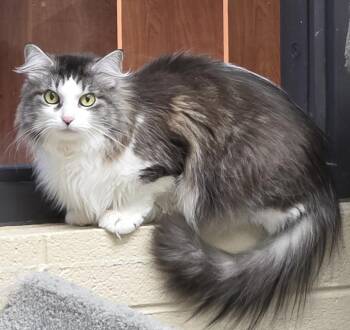 Lulu -  Domestic Long Hair Cat Available for Adoption in Schaumburg, Illinois - Lulu | PetCurious