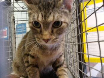 KATRINA -  Domestic Short Hair Cat for Adoption in Tulsa, Oklahoma - KATRINA | PetCurious