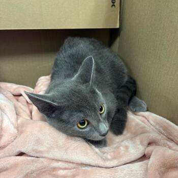 Pop Star -  Domestic Short Hair Cat for Adoption in Greensboro, North Carolina - Pop Star | PetCurious