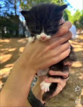 Domestic Short Hair Cats Available for Adoption in Lawrenceville, Georgia - Def Leppard | PetCurious