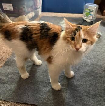 Domestic Medium Hair Cats Available for Adoption in Faribault, Minnesota - Patina | PetCurious