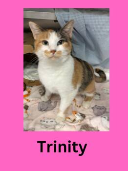 Rescue Domestic Short Hair Cats for Adoption in Ravenna, Ohio - Trinity | PetCurious