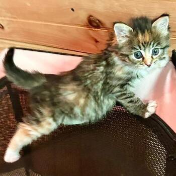 Tallulah -  Domestic Medium Hair Cat for Adoption in Fairfax Station, Virginia - Tallulah | PetCurious