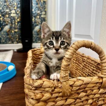 Domestic Short Hair Cats Available for Adoption in Juno Beach, Florida - Murphy Girl | PetCurious