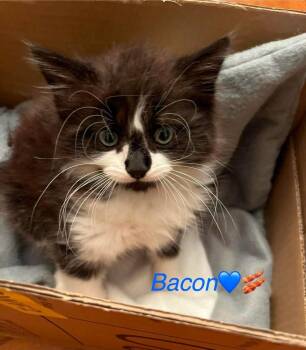 Bacon -  Domestic Long Hair Cat for Adoption in Virginia Beach, Virginia - Bacon | PetCurious