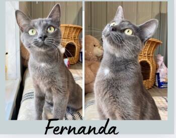 Rescue Domestic Short Hair Cats for Adoption in Pierceton, Indiana - Fernanda | PetCurious