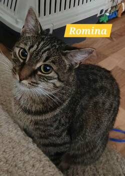 Rescue Domestic Short Hair Cats for Adoption in Abbotsford, British Columbia - Romina | PetCurious
