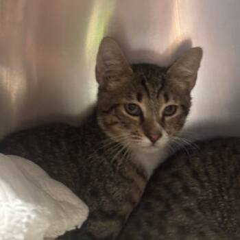 Rescue Domestic Short Hair Cats for Adoption in Bronson, Florida - Buzz | PetCurious