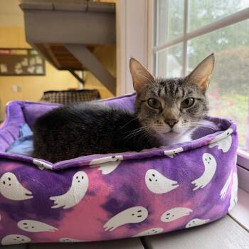 Lady -  Domestic Short Hair Cat Available for Adoption in North East, Maryland - Lady | PetCurious
