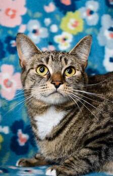 Domestic Short Hair Cats Available for Adoption in Yakima, Washington - Ziggy | PetCurious