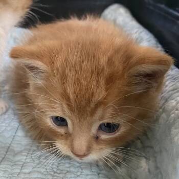 Fozzie -  Domestic Short Hair Cat for Adoption in Harrisonburg, Virginia - Fozzie | PetCurious