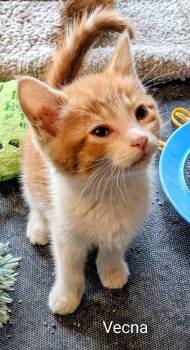 Vecna -  Domestic Short Hair Cat Available for Adoption in Binghamton, New York - Vecna | PetCurious