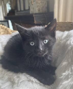 Concord -  Domestic Short Hair Cat for Adoption in Virginia Beach, Virginia - Concord | PetCurious