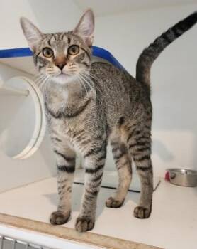 Juliet -  Domestic Short Hair and Tabby Cat for Adoption in Fairfield, Iowa - Juliet | PetCurious