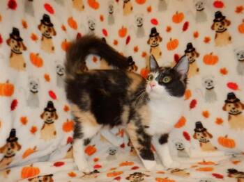 CHEETAH -  Domestic Medium Hair Cat for Adoption in San Jose, California - CHEETAH | PetCurious