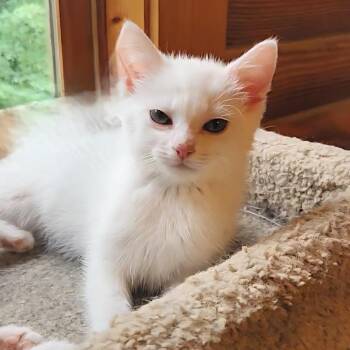 Domestic Medium Hair Cats Available for Adoption in Fredericksburg, Virginia - Dora The Explora | PetCurious