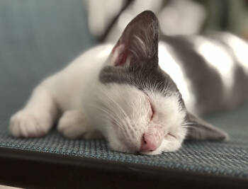 Rescue Domestic Short Hair Cats for Adoption in Rincón, Rincón - Sadie | PetCurious