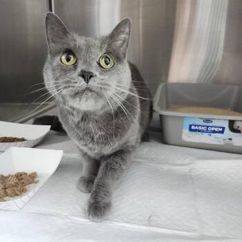 Domestic Short Hair Cats Available for Adoption in Clearwater, Florida - Shera (Sherazade) | PetCurious