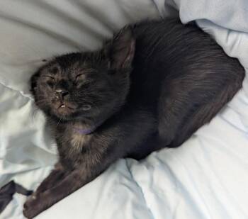 Grape -  American Shorthair Cat for Adoption in Rochester, New York - Grape | PetCurious