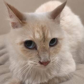Yasmine -  Siamese Cat for Adoption in Austin, Texas - Yasmine | PetCurious