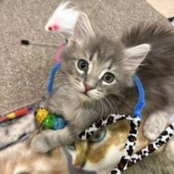 Jill -  Domestic Medium Hair Cat for Adoption in Phoenix, Arizona - Jill | PetCurious