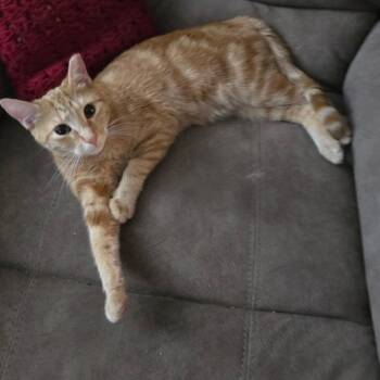 Tika Waylan Majere -  Domestic Short Hair Cat for Adoption in Tampa, Florida - Tika Waylan Majere | PetCurious