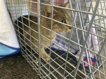 A658850 -  Domestic Short Hair Cat for Adoption in Houston, Texas - A658850 | PetCurious