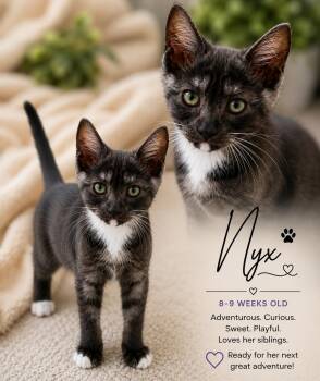 Nyx Magnus -  Domestic Short Hair Cat Available for Adoption in Phoenix, Arizona - Nyx Magnus | PetCurious