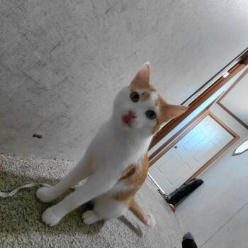 Biscuit -  Domestic Short Hair Cat for Adoption in Bristol, Indiana - Biscuit | PetCurious
