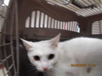 Domestic Short Hair Cats Available for Adoption in Marietta, Georgia - (620) | PetCurious