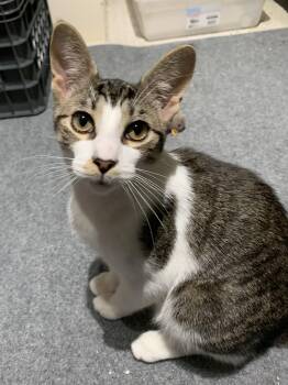 Rescue Domestic Short Hair Cats for Adoption - Reese | PetCurious