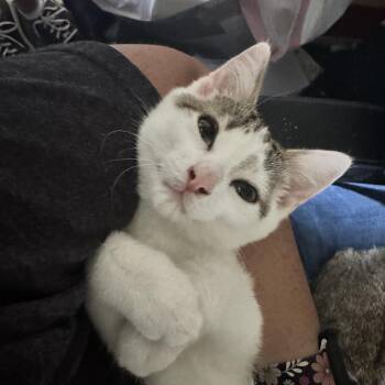 Cannoli -  Domestic Short Hair Cat for Adoption in Springfield, Missouri - Cannoli | PetCurious