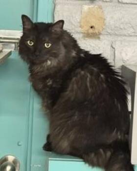 Charlie -  Domestic Long Hair Cat for Adoption in Phoenix, Arizona - Charlie | PetCurious