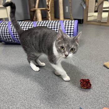 Regina -  Domestic Short Hair Cat Available for Adoption in Chisholm, Minnesota - Regina | PetCurious
