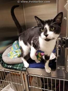 ZEKE -  Domestic Short Hair Cat Available for Adoption in Barnstable, Massachusetts - ZEKE | PetCurious