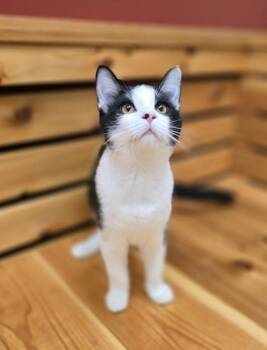 Rescue Domestic Short Hair Cats for Adoption in Woodstock, Illinois - Cedar | PetCurious