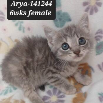 Domestic Short Hair Cats Available for Adoption in New Tazewell, Tennessee - Arya | PetCurious