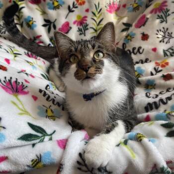 Paul Bunyan -  Domestic Short Hair Cat for Adoption in Chaska, Minnesota - Paul Bunyan | PetCurious