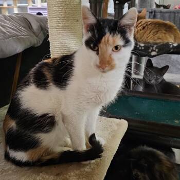 Rescue Domestic Short Hair Cats for Adoption in Pardeeville, Wisconsin - Nutmeg | PetCurious